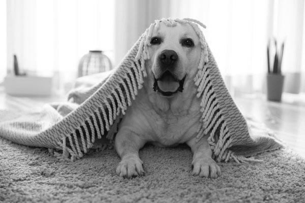 Animales